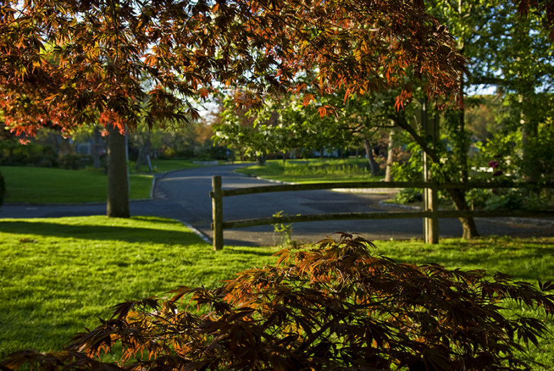 red maple view