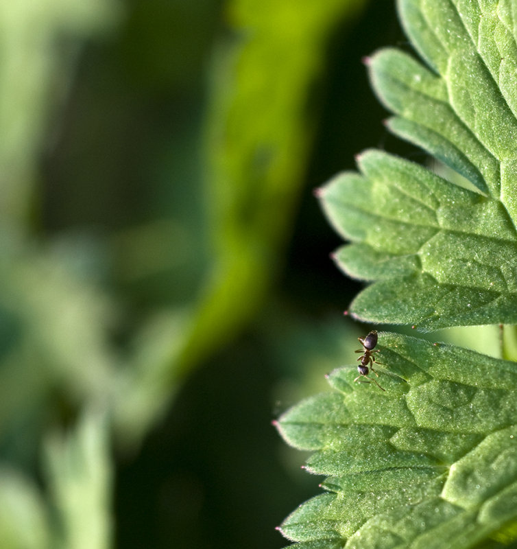 ant macro