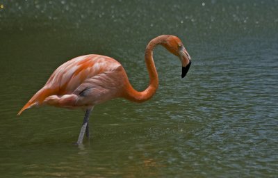 flamingo