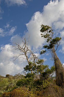 Jonathan Dickinson State Park