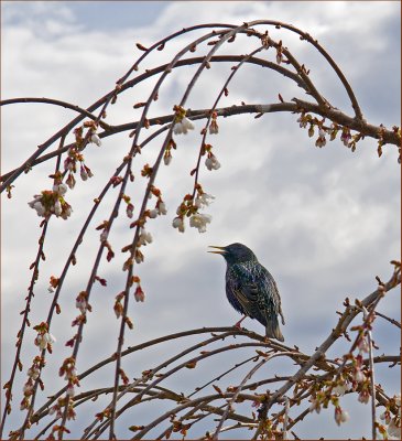 Starling