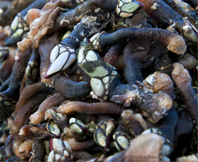 Percebes Barnacles