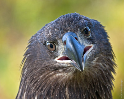 American Eagle, immature, captured