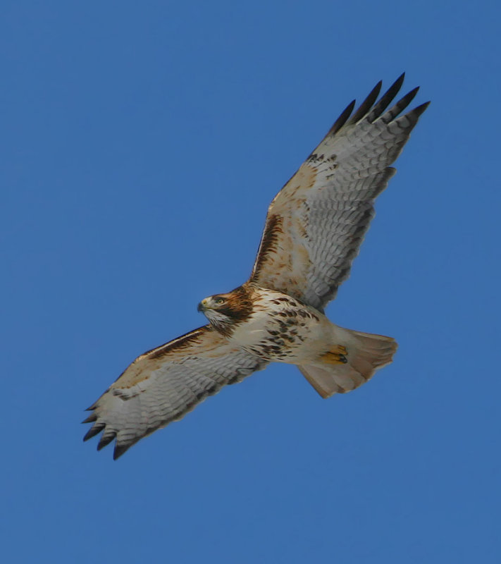 Redtailed Hawk in flight
