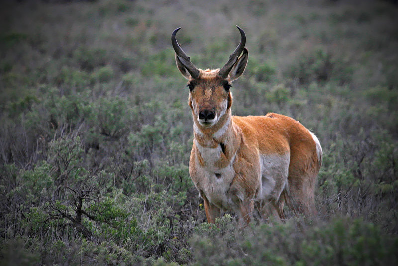 Pronghorn Antelope