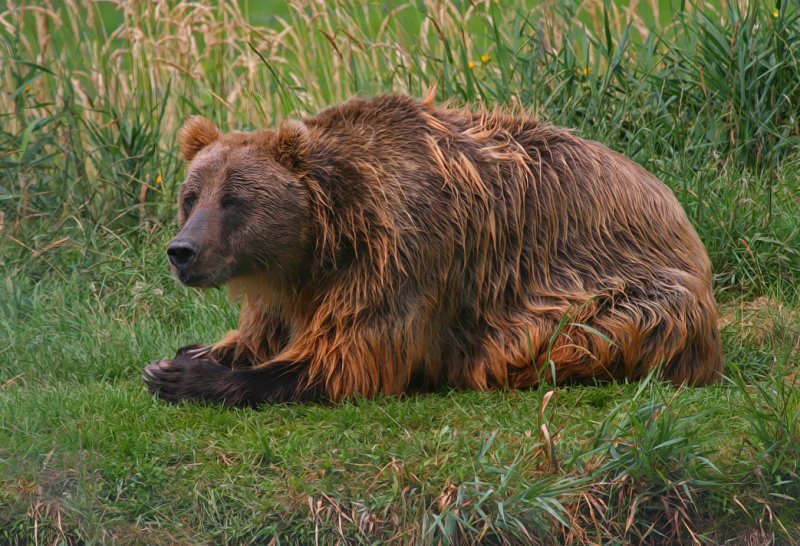 Kodiak Brown Bear