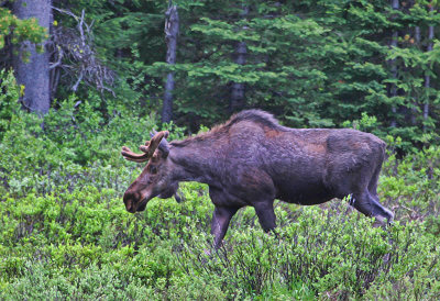 Bull Moose