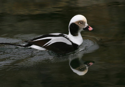 Long-tailed Duck (male)