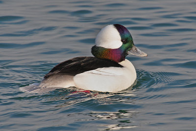 Male Bufflehead