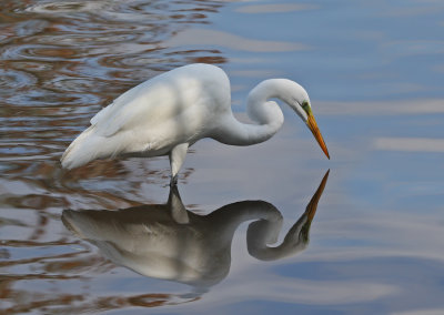 Egret