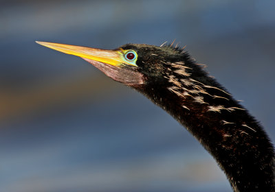 Anhinga