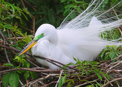 Great Egret