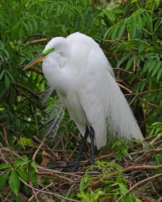 Egret