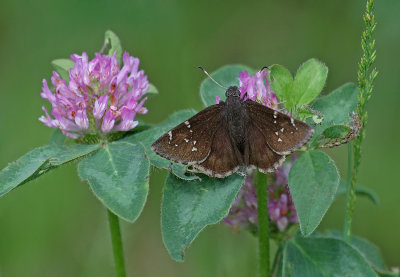 Northern Cloudywing