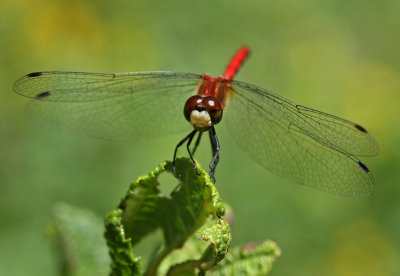 White-faced Meadowhawk (Male)