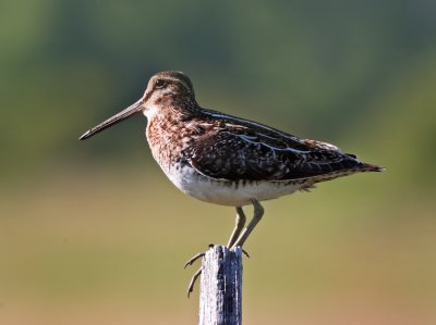 Wilson's Snipe