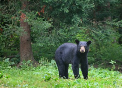 Black Bear