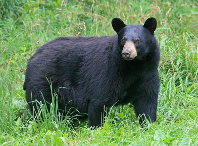 Black Bear