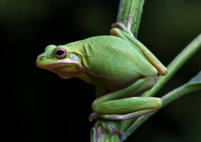 Green Tree Frog