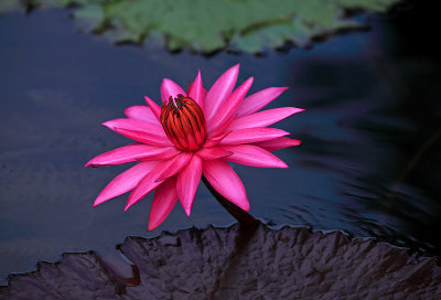 Water Lily