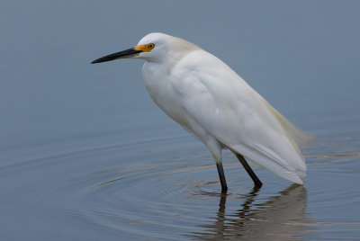 Snowy Egret