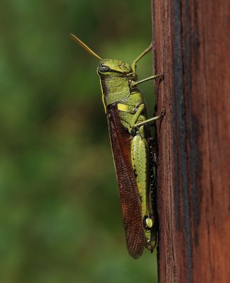 Grasshopper