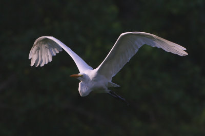 Great Egret