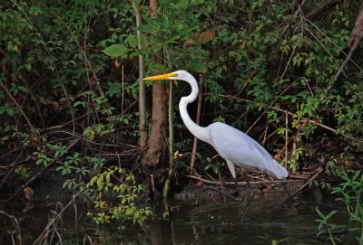 Egret