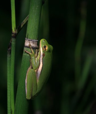 Green Tree Frog