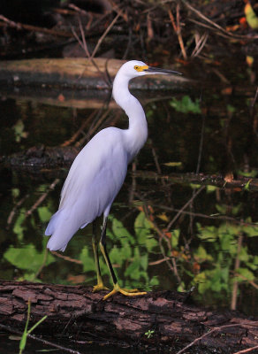 Egret