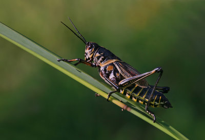 Grasshopper