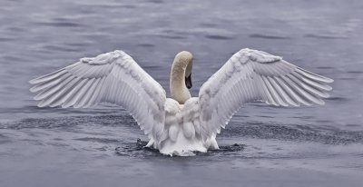 Mute Swan