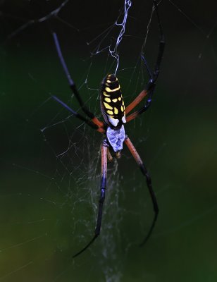 Argiope Spider