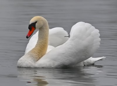 Mute Swan