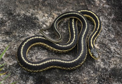 Garter Snake