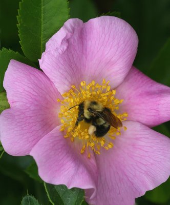 bumblebee-3.jpg