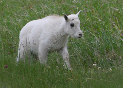 Young Mountian Goat