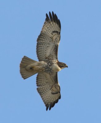 Redtailed Hawk in flight