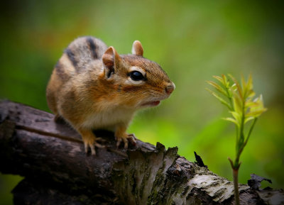 Chipmunk