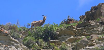 Bighorn Sheep