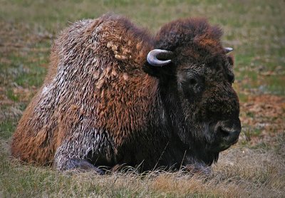 Yellowstone Landscapes