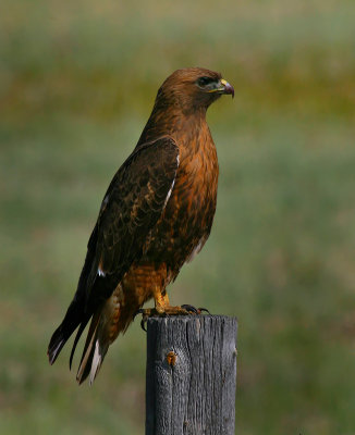 Redtail Hawk (Dark Morph)