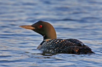 Loon8060701b.jpg