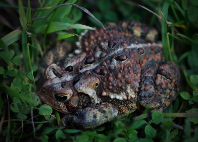 American Toad (Bufo Americanus)