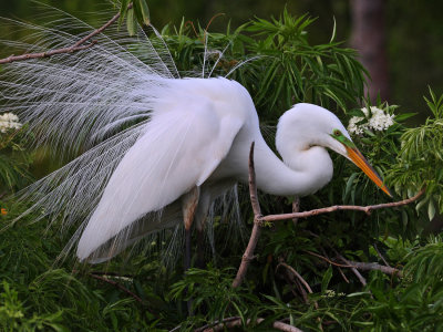 Nesting Great Egret