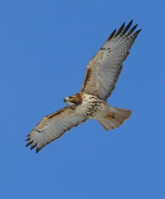 Red Tail Hawk