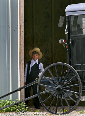 Amish boy and buggy52001.jpg