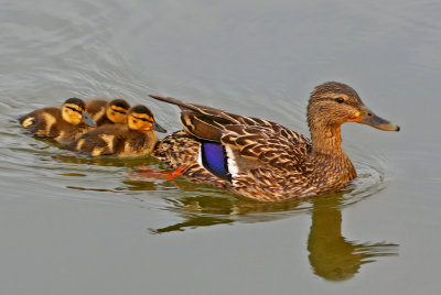 Mom Mallard with ducklings