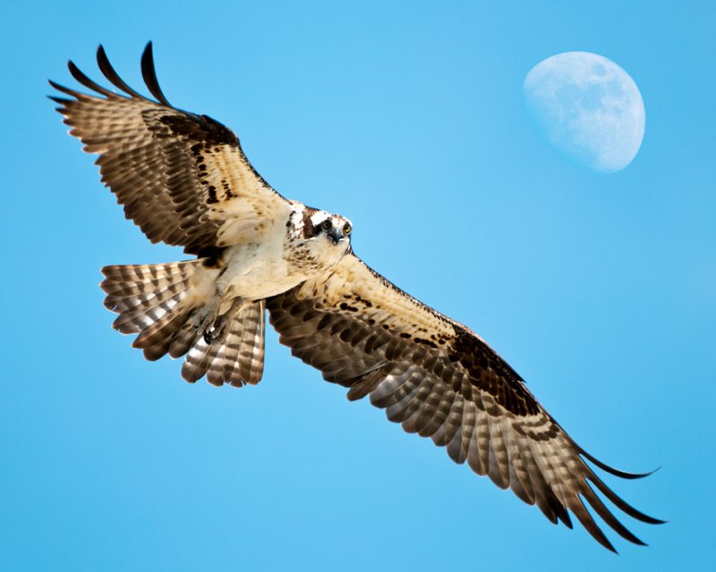 Osprey