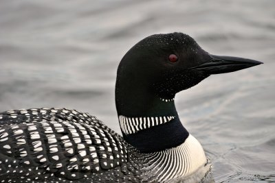 Loon Closeup